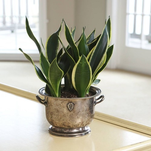 Mini Indoor Plants 