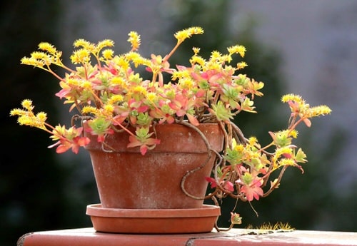 Types of Sedums 6