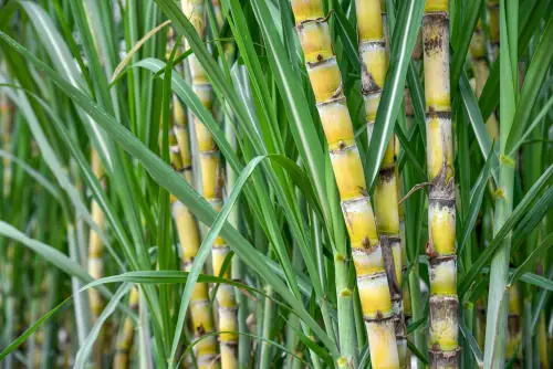 Sugarcane