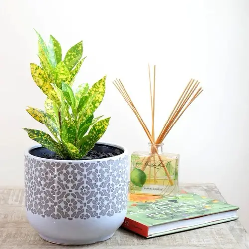 Best Dracaena Varieties for Indoors 9