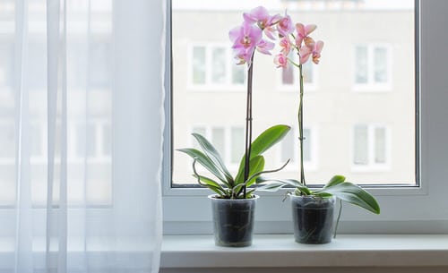 Beautiful Windowsill Flower Ideas 
