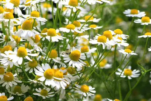 Chamomile image