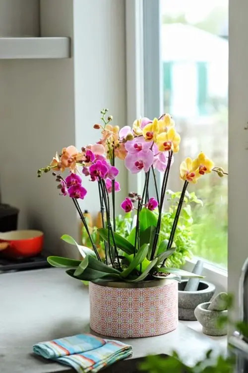 Popular Holiday Season Houseplants