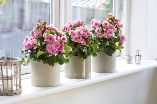  beautiful Indoor Windowsill Flower Garden Ideas