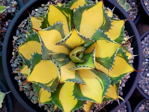 Golden Houseplants 5