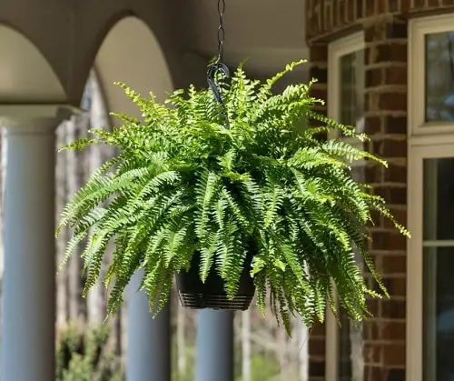 Indoor Plants that Look Better in Baskets 4