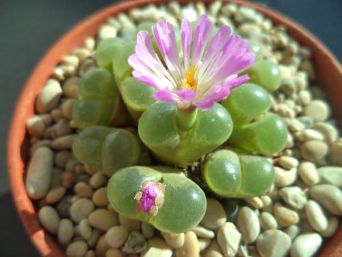 beautiful Best Tiny Houseplants