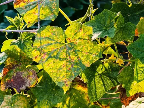 Quick Hacks for Dying Plants 4