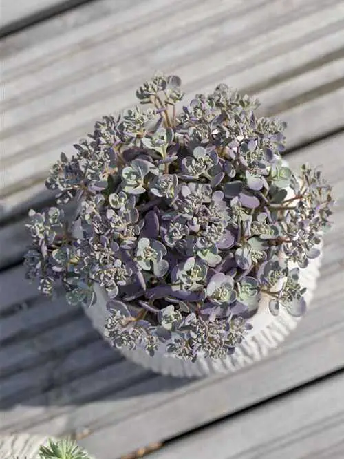 Types of Sedums 7