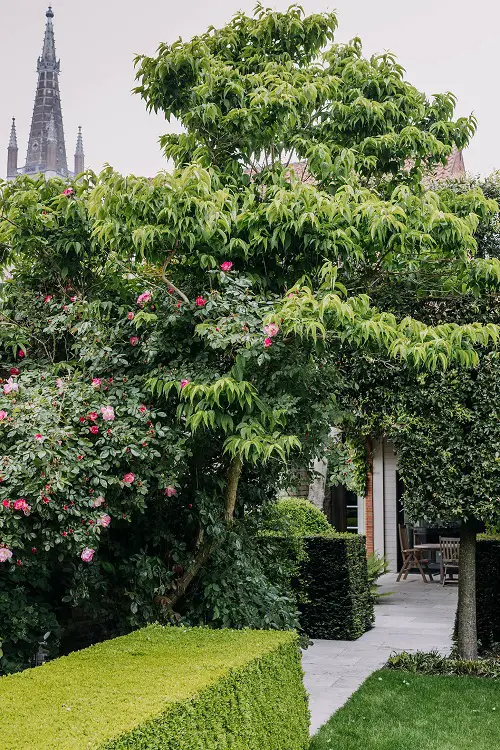 Hedges with Golden-Green Trees