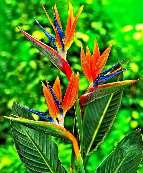 Amazing Blooms That Remind Me of Things