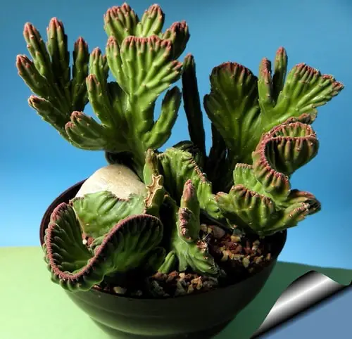 Succulents with Unique Shapes and Patterns 4