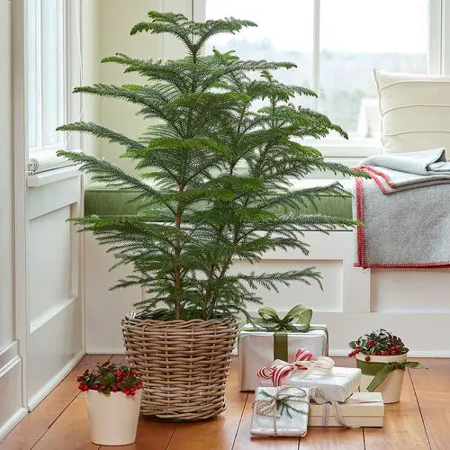 Holiday Season Houseplants