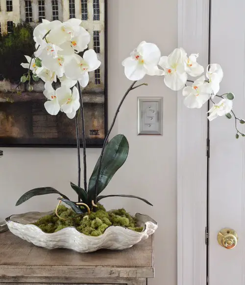 Indoor Plants for Minimalist Home 7