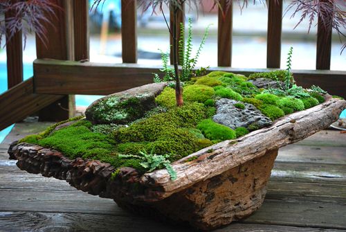 Top Small Houseplants