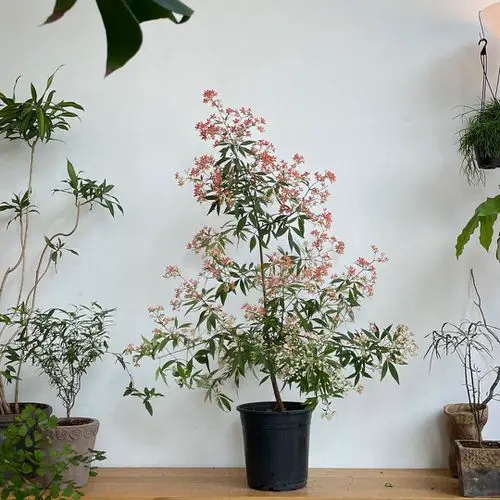 Amazing Popular Houseplants for the Holiday Season