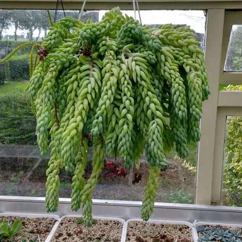 Types of Sedums 8
