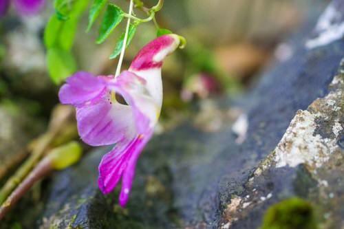 plant flowers that resemble objects 