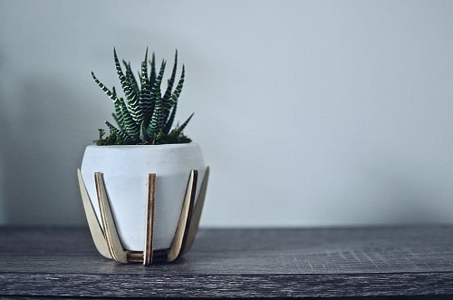 Indoor Plants for Minimalist Home 8