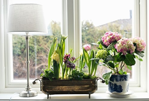 Beautiful Windowsill Flower Ideas 