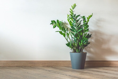 Best Insta Worthy Photos of House Plants 8