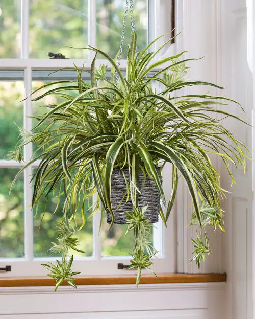 Indoor Plants that Look Better in Baskets 6