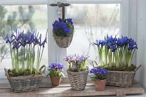 Ideas for an Indoor Windowsill Flower Garden