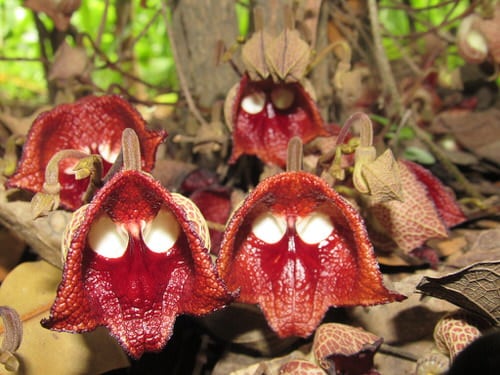 Plant Flowers That Remind You of Things 