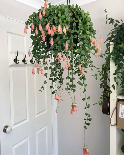 Indoor Plants that Look Better in Baskets 9