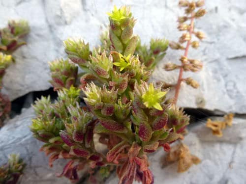 Types of Sedums 9