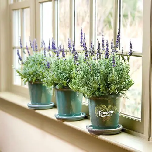 Beautiful Windowsill Flower Ideas 