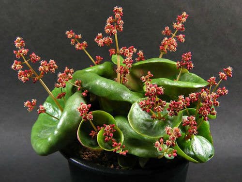 Succulents with Unique Shapes and Patterns 5