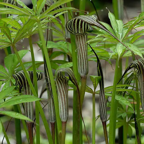top plant flowers that resemble objects 