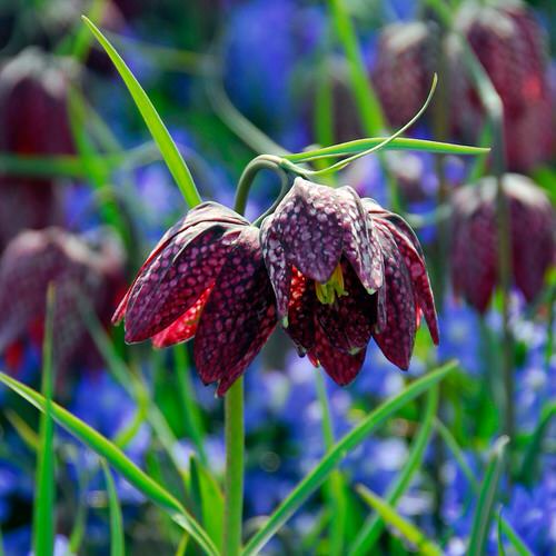 top Plant Flowers That Remind You of Things 