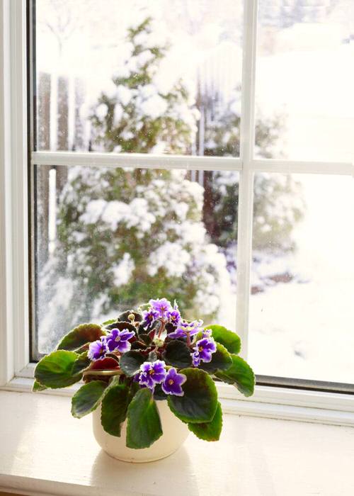  Indoor Windowsill Flower Garden