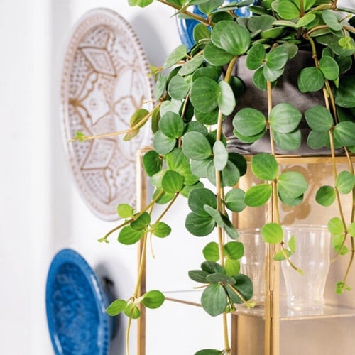 Indoor Plants that Look Better in Baskets 10