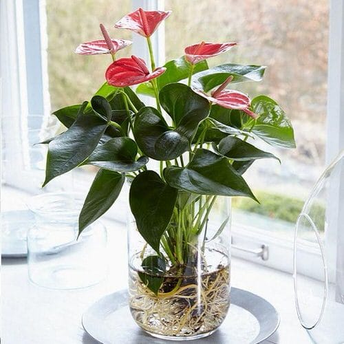 Wonderful Ideas for an Indoor Windowsill Flower Garden
