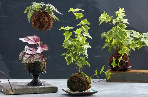Unique DIY Kokedama Ball Ideas