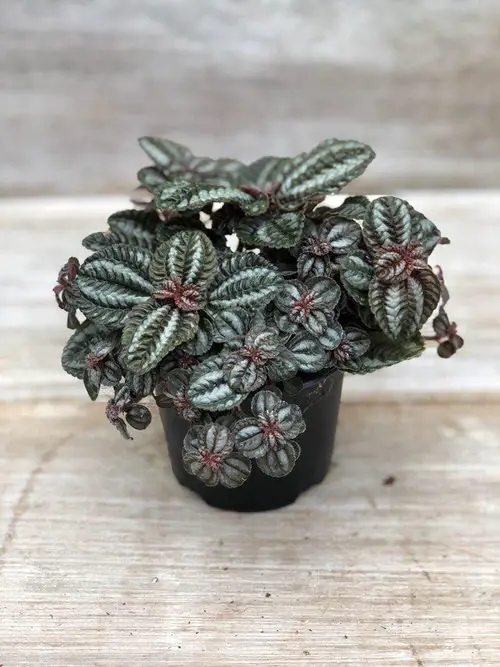 best Adorable Mini Indoor Plants 