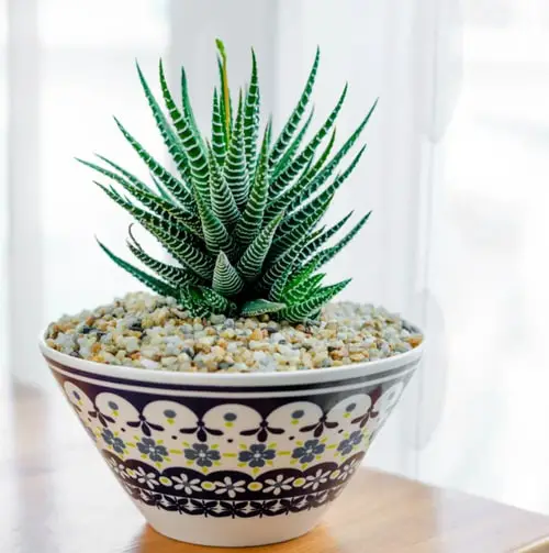The Best Plants for a Basement That Require Little Lightc