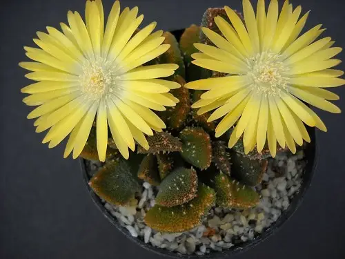 Succulents with Unique Shapes and Patterns 10