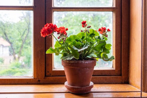 Fantastic Ideas for an Indoor Windowsill Flower Garden