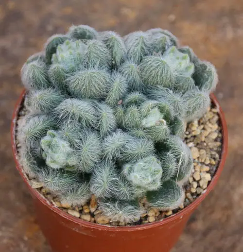 Types of Sedums 11