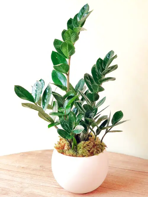 Really Beautiful Drought Tolerant Houseplants 12