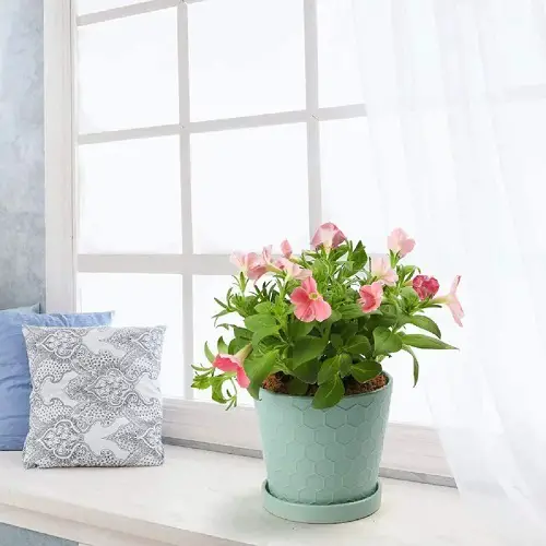 Pretty Pink Flower Pot by the Window