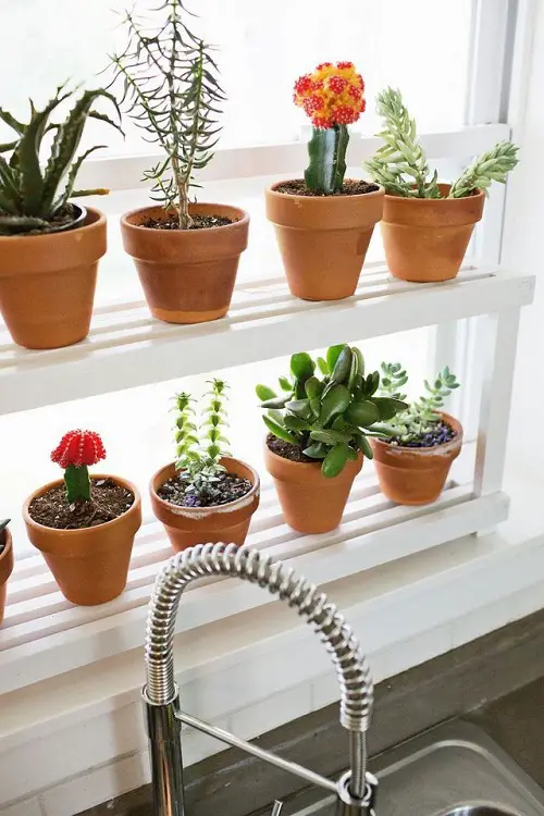 Windowsill Cactus Garden
