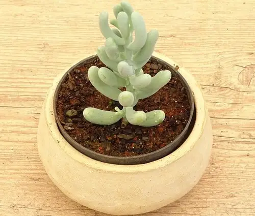 Types of Sedums 12