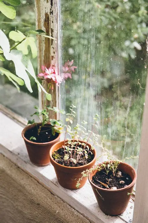 Mini Herb Pots with a Flower by the Window