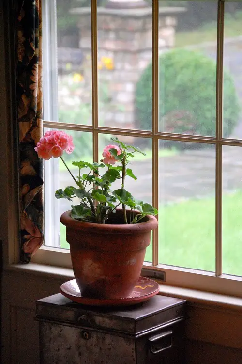 Pink Geraniums in Rustic Terracotta Pot