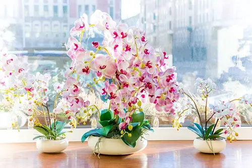 Dreamy Orchids Gracing the Windowsill